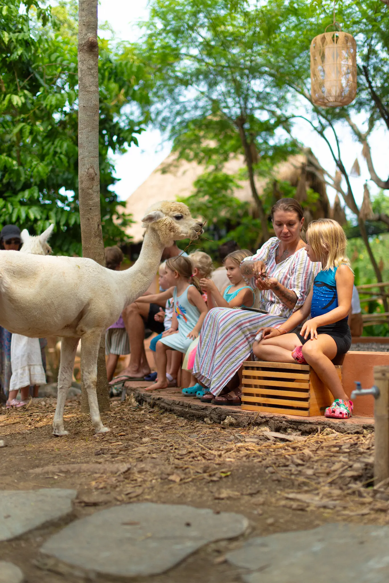Pacha Alpaca - image 1