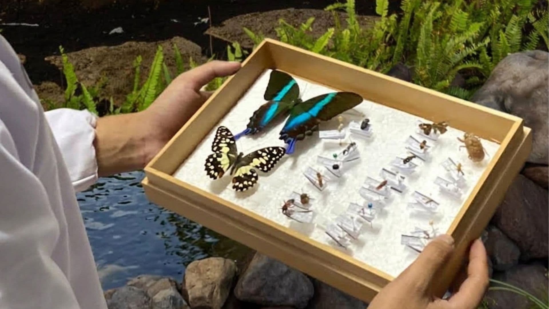 Hands On Entomology: The Practice of Insect Pinning